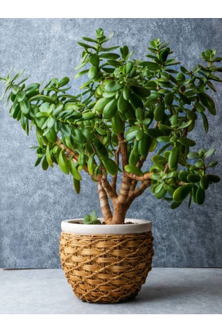 Videolu Para Ağacı Bitkisi 40 60 Cm 1 Adet Saksılı Iç Mekan Bitkisi Crassula