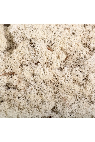 Reindeer Moss Beyaz Şoklanmış Norveç Yosunu 30gr