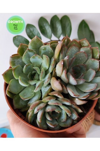 Echeveria Pink Edge 1 Adet
