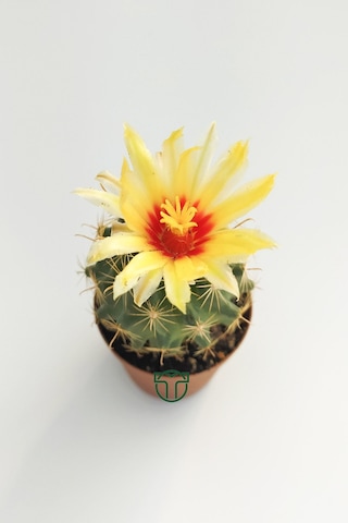 Thelocactus İdeas Çiçek Açan Kaktüs 5.5 Cm Saksıda