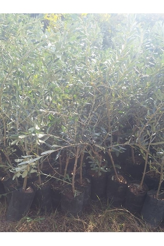 Sofralık Gemlik Zeytin Fidanı 1 Adet Tüplü 40-60cm Bol Verimli