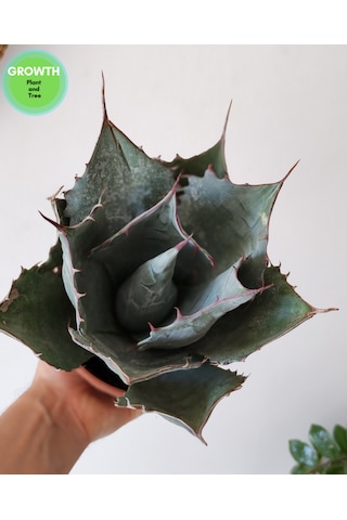 Agave Parryi Turancata 1 Adet