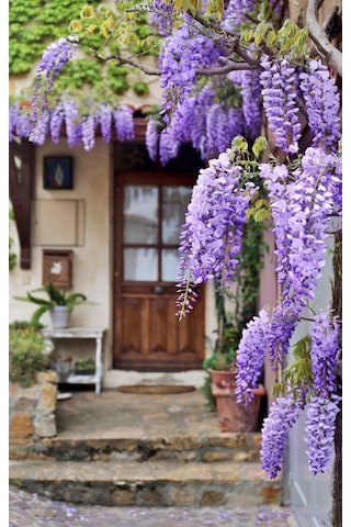 Göz Alıcı Çin Mor Salkım Fidanı 15-25 Cm,