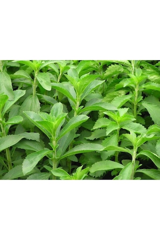 Şeker Otu - Stevia - Tohumu Tropikal Sebze Tohumları 10 Adet Tohum