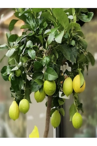 Mis Kokulu 1 Adet Yediveren Limon Fidanı 80-100cm Saksılı Lemon Sapling