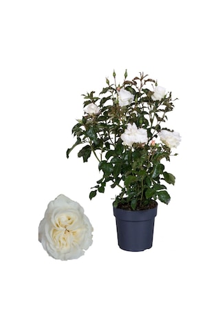 Mis Kokulu Canlı Beyaz Renk Gül 30-40cm+ Yeşim Çiçeği Hediye