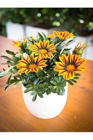 Sarı-turuncu Renk Gazanya Çiçeği 1 Adet Saksılı/tüplü 15-25cm Çiçekli Balon Bitkisi