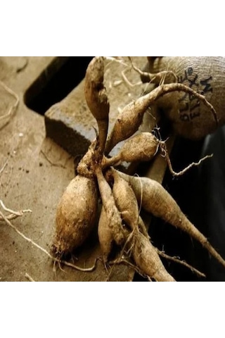 Dev Çiçekli Cafe Au Lait Dahlia Yıldız Çiçeği Soğanı Yumrusu 1 Adet