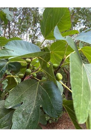 İncir Fidanı Kolay Yetiştirilen Ve Sağlıklı Meyve 1-2 Yaş Saksı