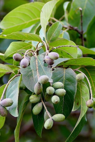 Organik Bitkim Kara Halile 500 G
