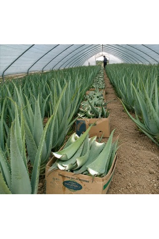 Taze Aloe Vera Yaprağı 2 Kg - Aloe Vera Jel İçerir Sarı Sabır