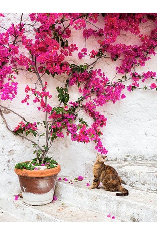 Pembe Renkli 1 Adet Çiçekli Bodur Begonvil Çiçeği Bougainvillea