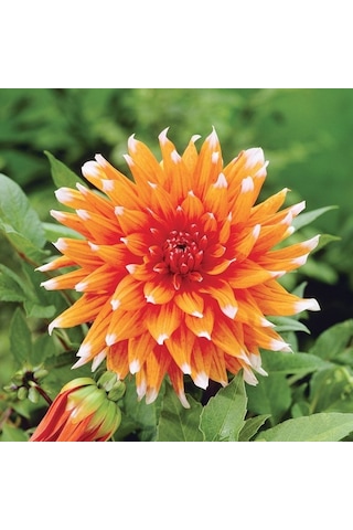 Dev Çiçekli Color Spectacle Dahlia Yıldız Çiçeği Soğanı Yumrusu