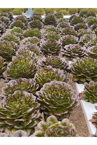 Kırmızı Gül Rubagio Marul Tohumu 1 Kutu 5000 Adet