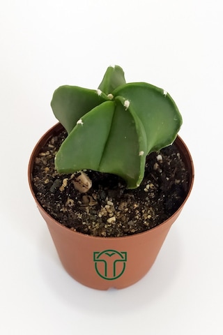 Astrophytum Myriostigma Özel Tür Kaktüs 5.5 CM