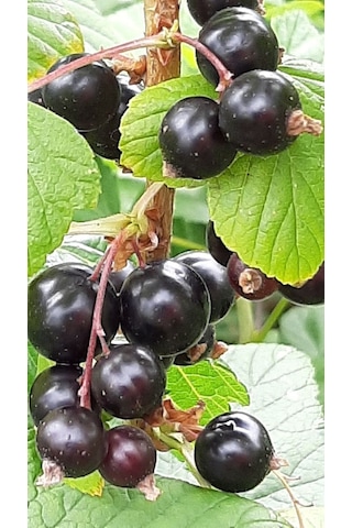 Sağlıklı Karayemiş Fidanları Şimdi Sizleri Bekliyor "25 50 Cm