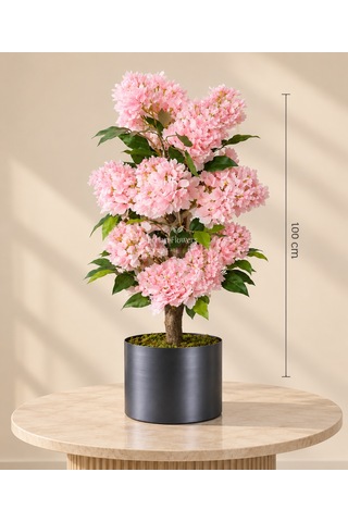 100 Cm Pembe Ortanca Ağacı