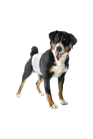 Camon Erkek Köpek Lastikli Bez L Beden: Sızdırmaz, Ayarlanabilir Ve Konforlu