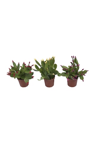 Schlumbergera - Yılbaşı Çiçeği 3 Adet