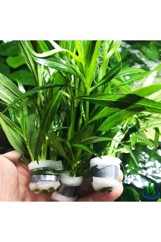 Hyrophila Paravitota Akvaryum Bitkisi Canlı Bitki 5 Dal
