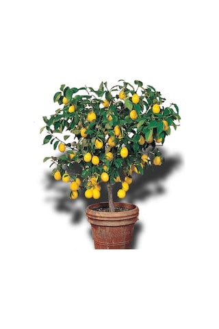 Limon Ağacı Fidanı Saksılı Bodur Yediveren Mayer