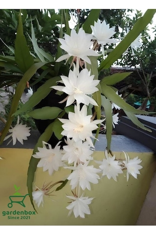 Beyaz Renk Atlas Çiçeği Sarkıcı Bitki 10-20cm White Epiphyllum