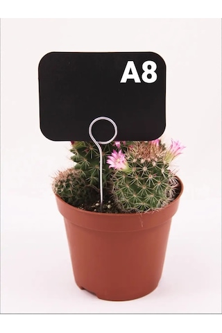 Psmtorg Tebeşirli Etiketler, Etiket Tutucu İğnesi. 60061364 Diğer