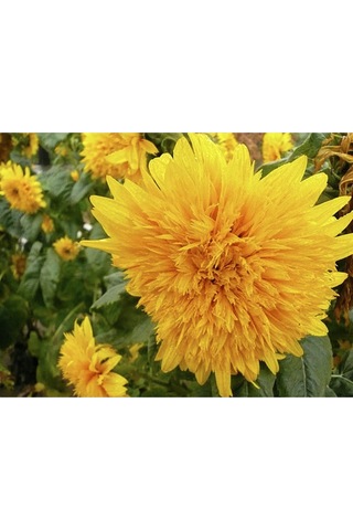 15 Adet Garden Sun Flower Gold Dwarf Tohumu