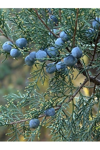 Aysenin Ardıç Yağı / Juniper Oil 15 ML