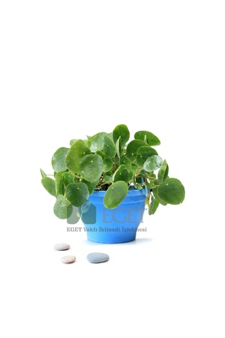 Eget Çin Para Bitkisi Pilea Peperomioides