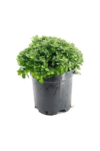 3'lü 10-20 Cm Mix Set Kasımpatı Seti