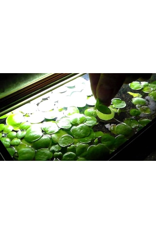 Amazon Frogbit Su Üstü Bitkisi 1 Adet