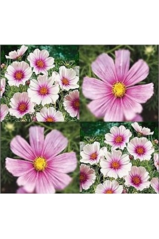 30+Muhteşem Çiçekli Cosmos Daydream Çiçek Tohumu