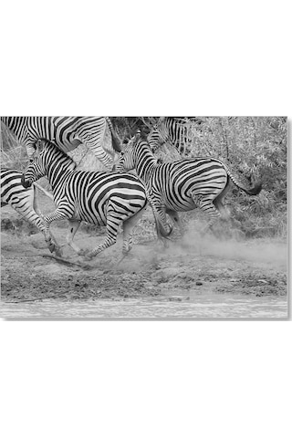 Cakasepetim Su Kenarında Kaçan Zebralar Siyah Beyaz Ahşap Mdf Tablo