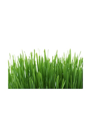 1 KG İthal 3Lü Karışım Çim Tohumu + Tohum