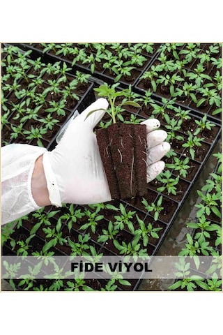 Fide Viyolü 100 Adet 45 Gözlü Fide Viyol Fidelik Fide Kabı