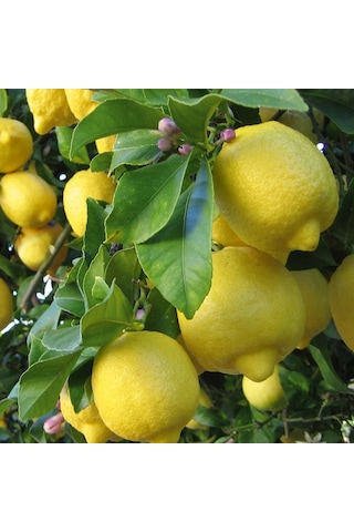Tüplü Aşılı Bodur Euroka Limon Fidanı 2 Yaş 70-90 Cm Bol Sulu
