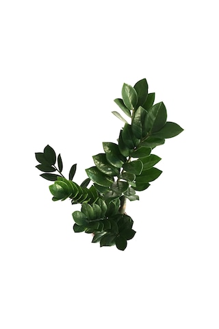 Zamia Zamioculcas (Zeze Çiçeği) Ø12 CM Y35-40 CM