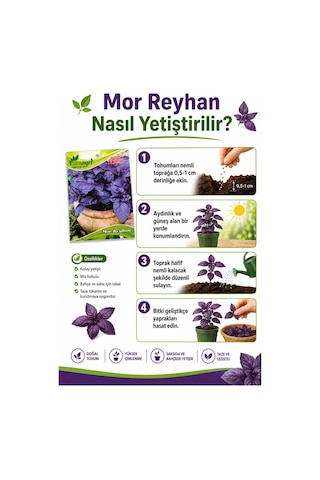 Mor Reyhan Tohumu Yoğun Kokulu Mor Yapraklı Reyhan Tohumu