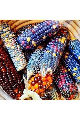 Bykurt Sunagri Renkli Mısır Tohumu - Bahçe Ve Tarla İçin, İlkbahar-yaz Ekimi, Yüksek Verimli