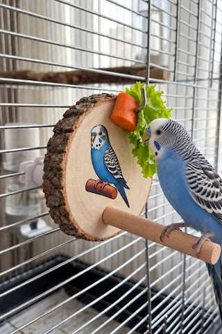 Mivra Pets Doğal Ahşap Kuş Sebzelik Ve Meyve Tutucu Mivra Pets Doğal Ahşap Kuş Sebzelik Ve Meyve Tutucu