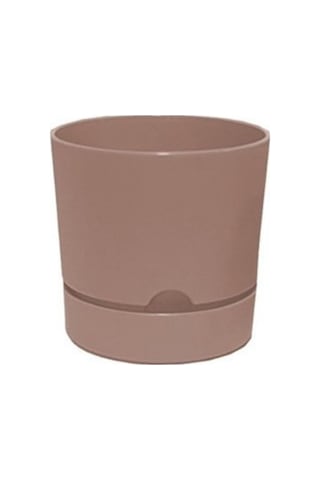 Polıwork Saksı Begonya 12 Cm Krem