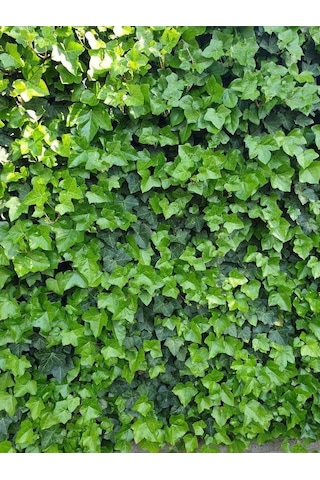 2'li Duvar Sarmaşığı Hedera Helix