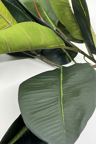 2 Dal Yapay Ficus Elasticos Kauçuk Ağacı Çiçeği 60 Cm Yeşil