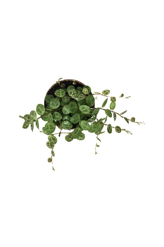 Peperomia Prostrata (Kaplumbağa Kabuğu Çiçeği) Ø5,5 CM Y0-10 CM