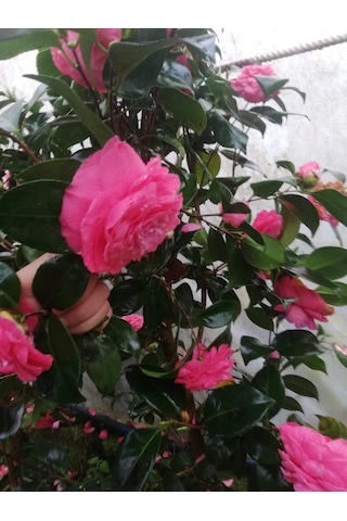 Kamelya Fidanı Pembe 30-45 Cm Tüplü