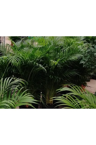 4 Yaş Areca Palmiyesi-dypsis Lutescens 160-180 Cm
