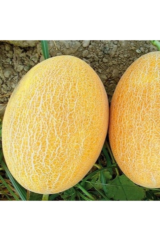 Ananas Kavun Tohumu 10 GR