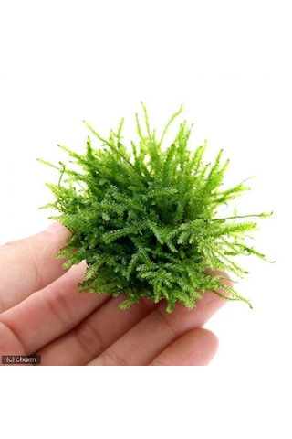 Y-moss "vantuzlu Topa Tutturulmuş Karides Yuvası / 47500