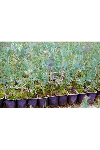 YEŞİL MAZI FİDANI 5 ADET -  ÇİT BİTKİSİ ( Thuja Orientalis )